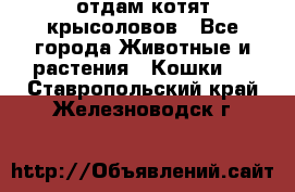 отдам котят крысоловов - Все города Животные и растения » Кошки   . Ставропольский край,Железноводск г.